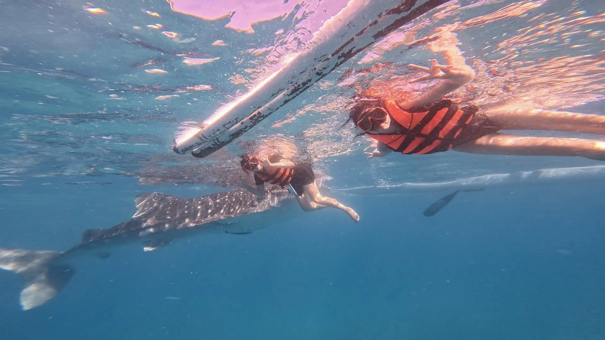 Phillipines Adventure Travel Guide: Cebu, Bohol & Whale Sharks