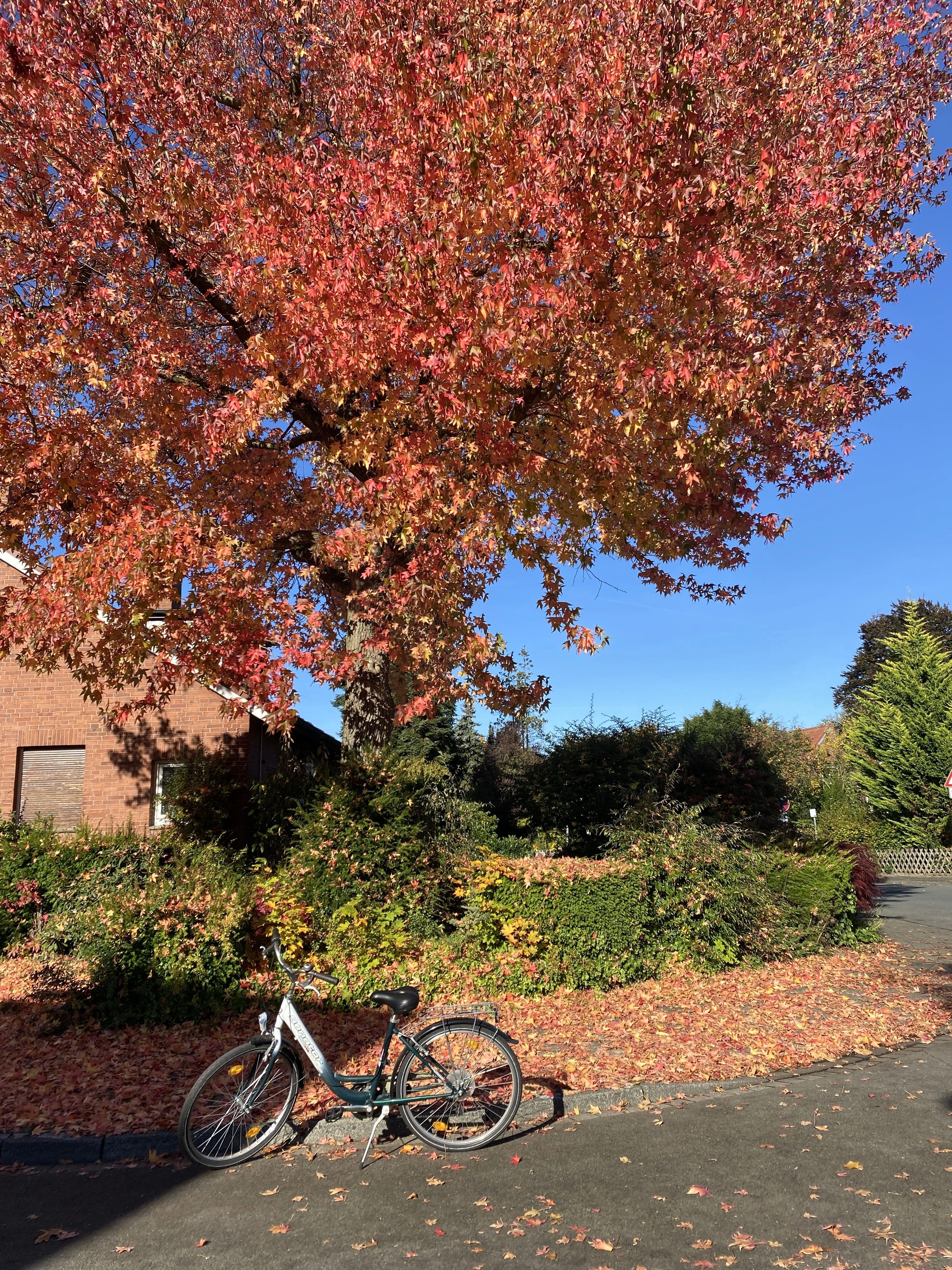 Münster Germany Autumn: A Bicycle Love Letter